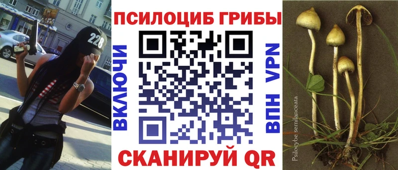 где купить наркотик  Дмитров  Псилоцибиновые грибы ЛСД 